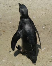 Brillenpinguin-051.jpg